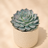 Echeveria Succulent in Textured Ceramic Pot