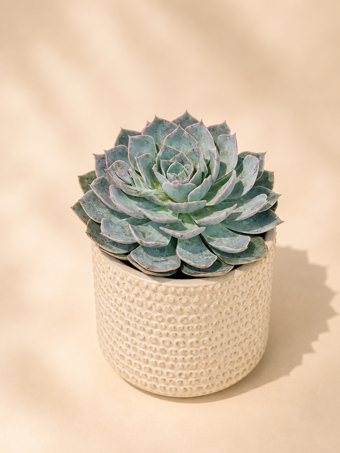 Echeveria Succulent in Textured Ceramic Pot