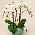 Elegance Orchid Garden