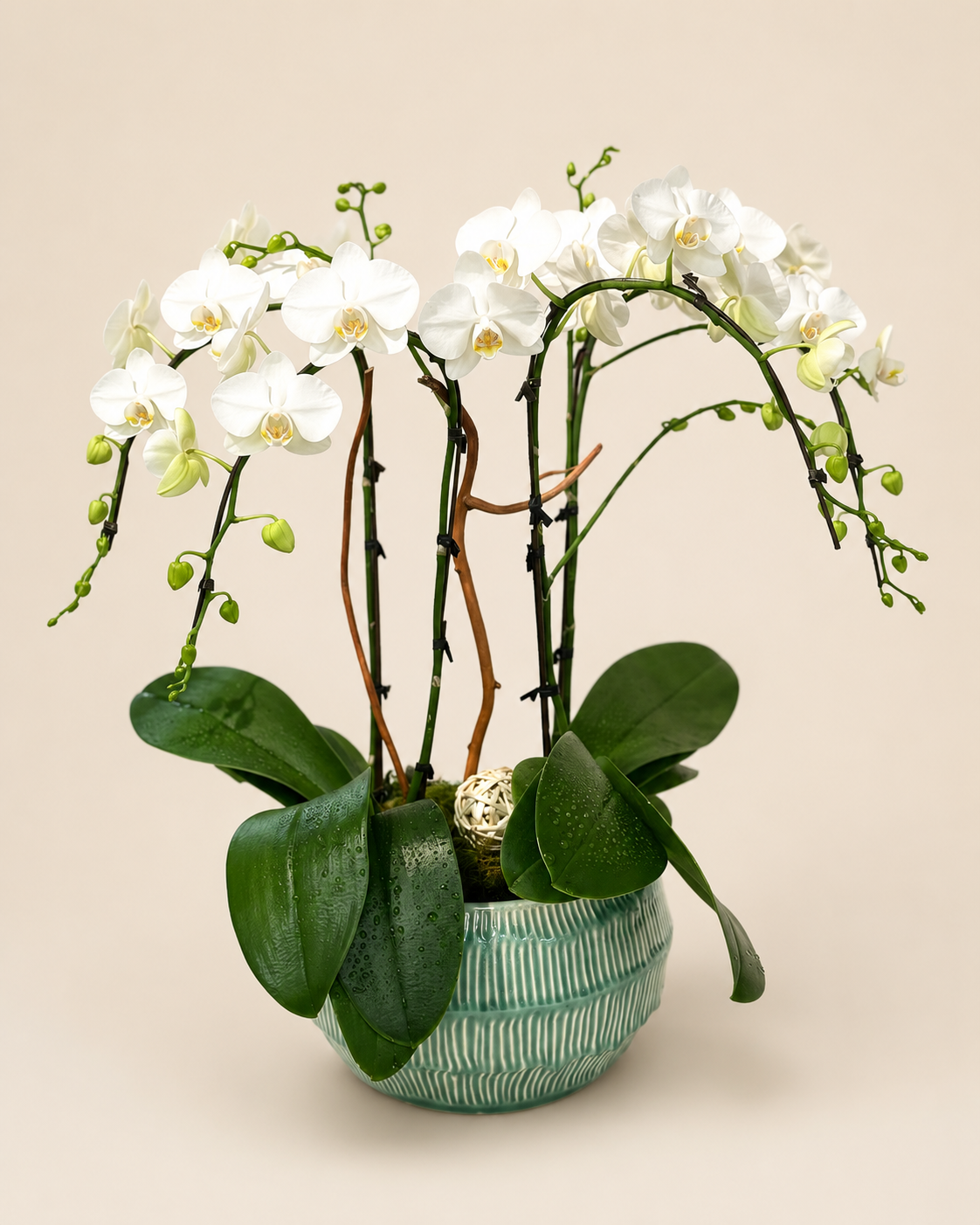Elegance Orchid Garden