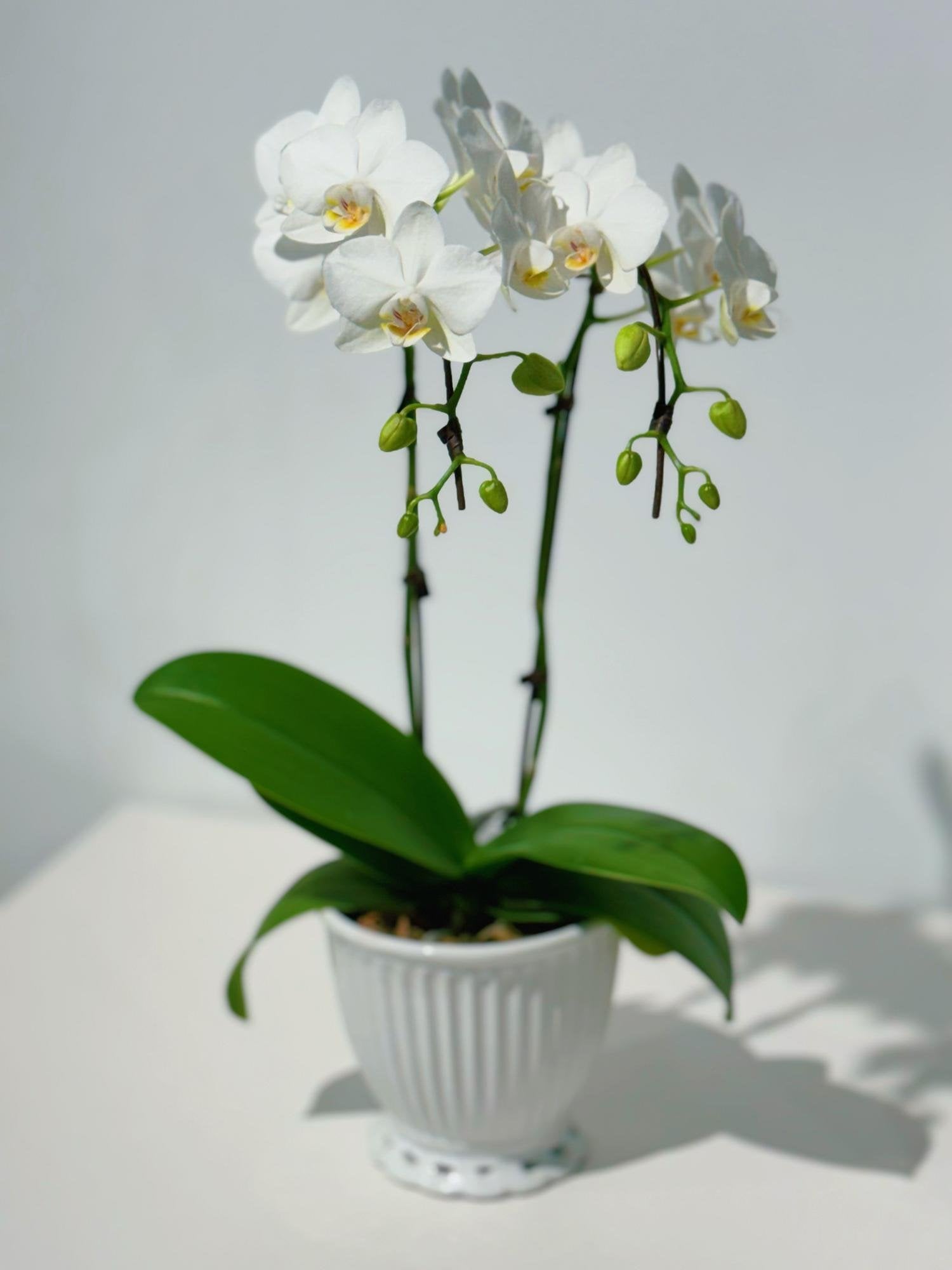 Elegant Orchid