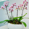 Elegant  Orchid Arrangement