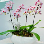 Elegant  Orchid Arrangement