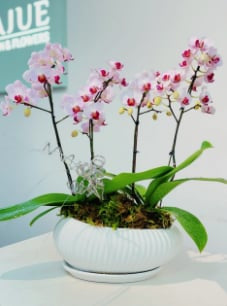 Elegant  Orchid Arrangement