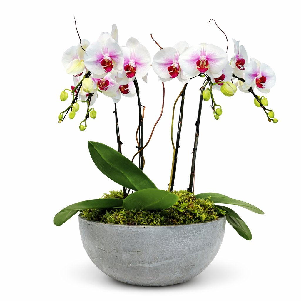 Elegant Orchid Bowl Arrangement