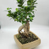 Ficus Ginseng Bonsai