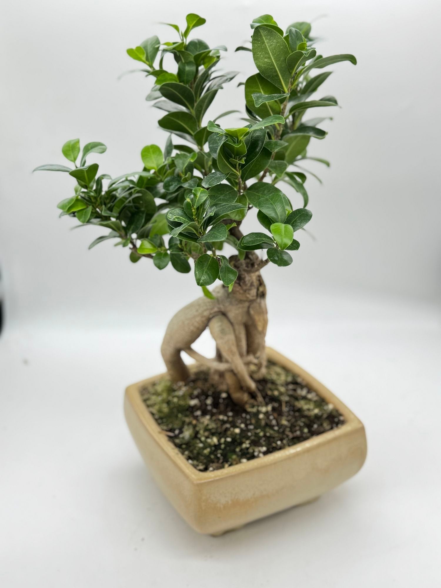 Ficus Ginseng Bonsai