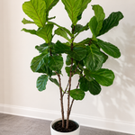 Fig Leave Tree Set