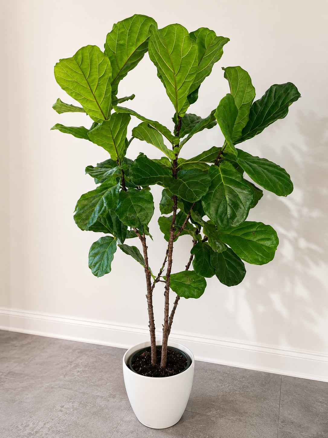 Fig Leave Tree Set