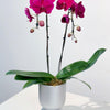 Fuchsia Orchid in Silver Pot
