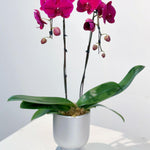 Fuchsia Orchid in Silver Pot