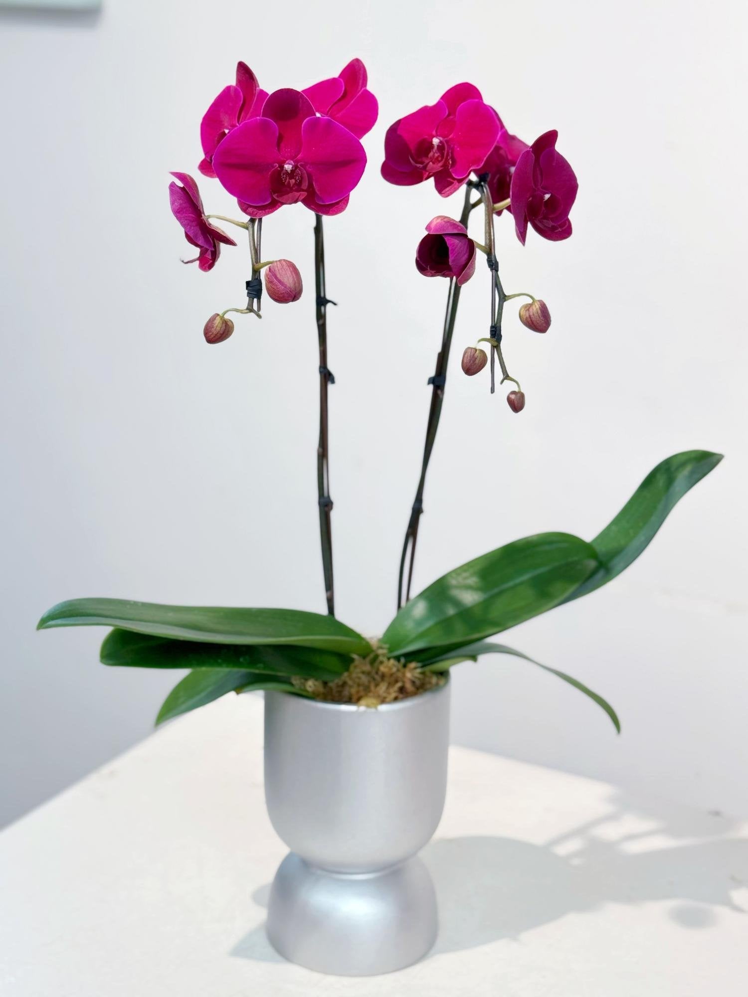 Fuchsia Orchid in Silver Pot