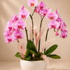 Fucia Orchid Garden