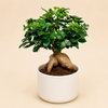 Ginseng Ficus Bonsai in White Ceramic Pot