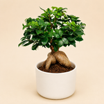Ginseng Ficus Bonsai in White Ceramic Pot