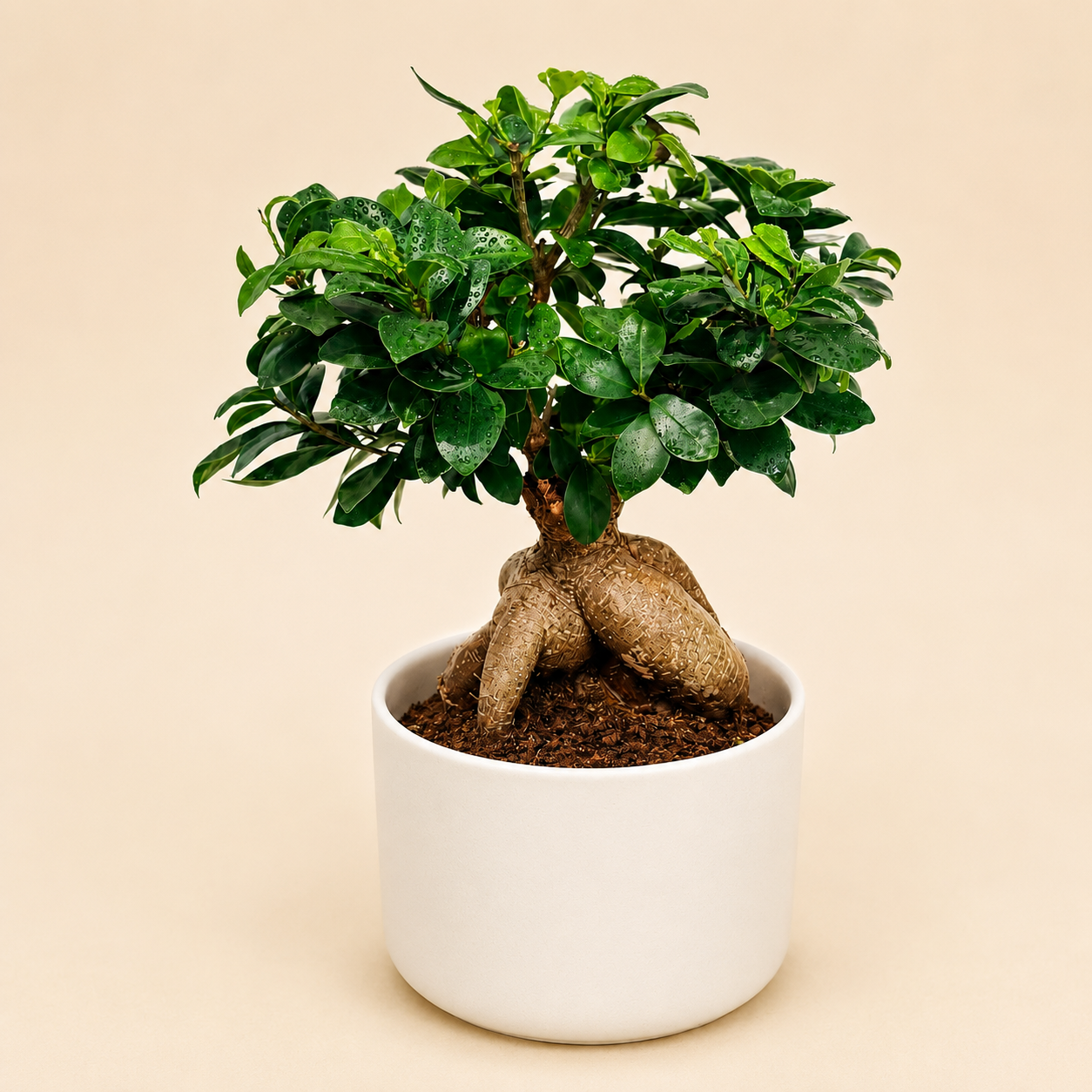 Ginseng Ficus Bonsai in White Ceramic Pot
