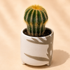 Golden Barrel Cactus in Ceramic Pot