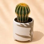 Golden Barrel Cactus in Ceramic Pot