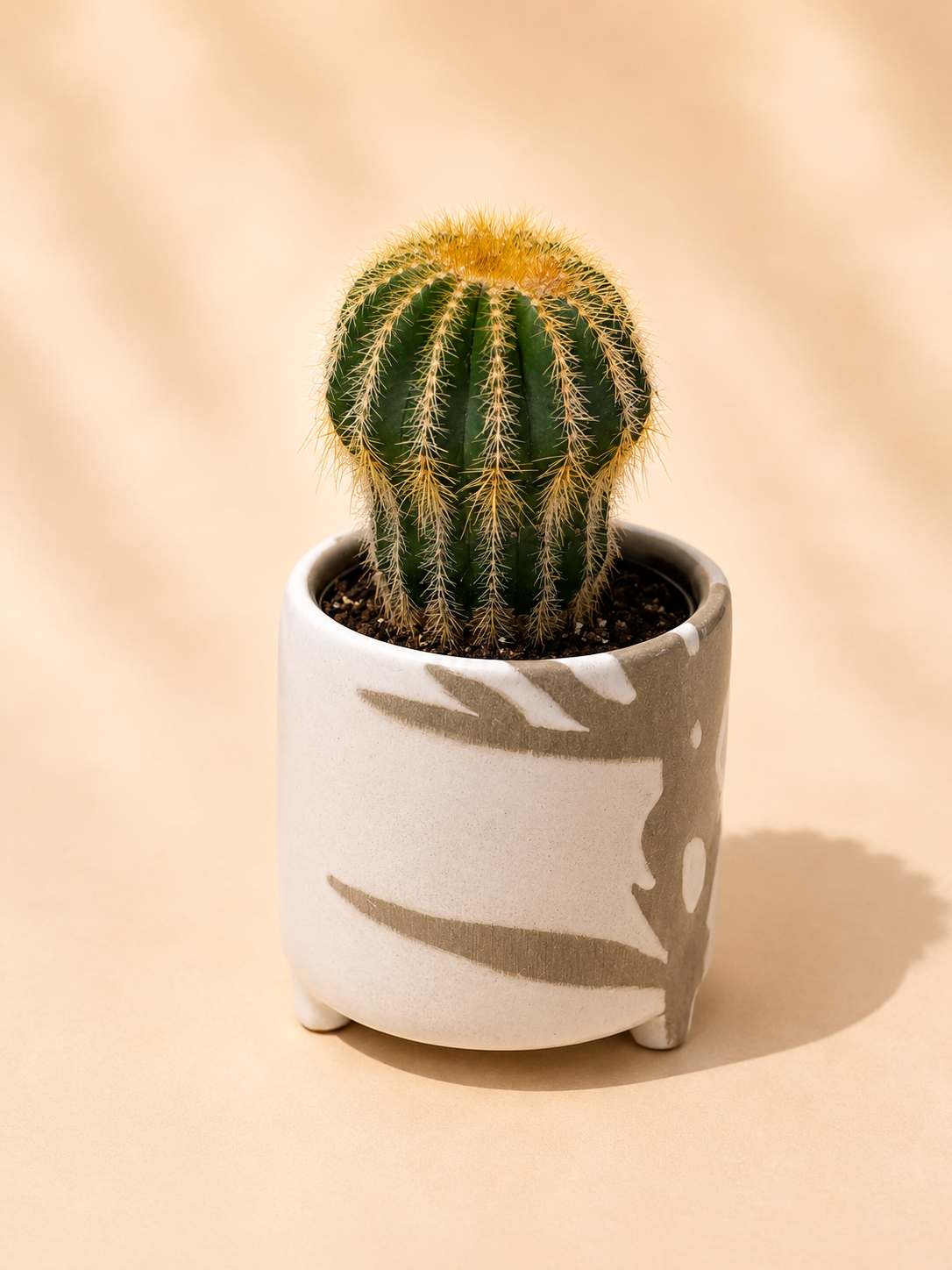 Golden Barrel Cactus in Ceramic Pot