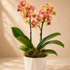 Golden orchid set