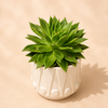 Green Rosette Succulent in White Ceramic Pot