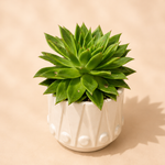 Green Rosette Succulent in White Ceramic Pot