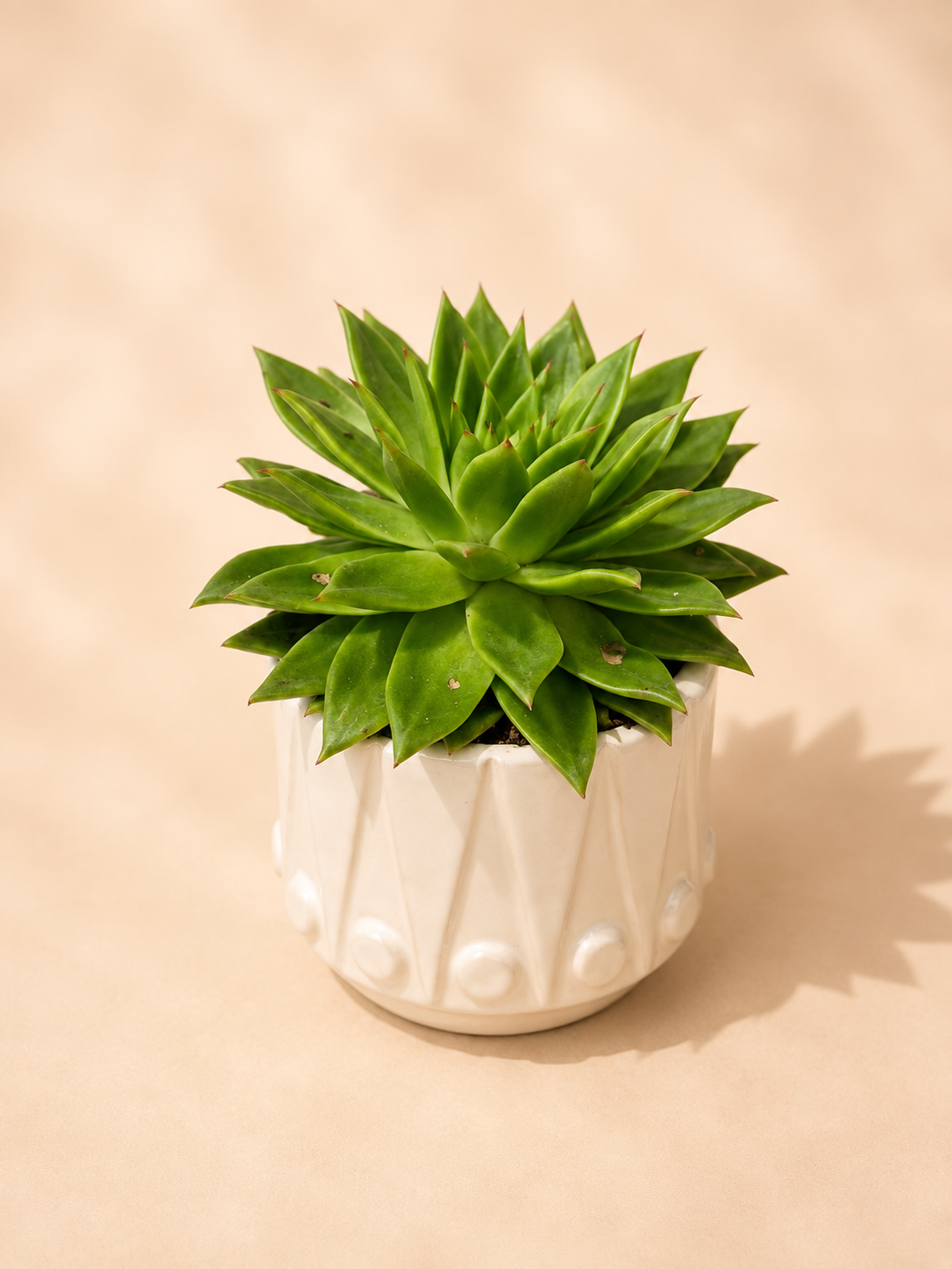 Green Rosette Succulent in White Ceramic Pot