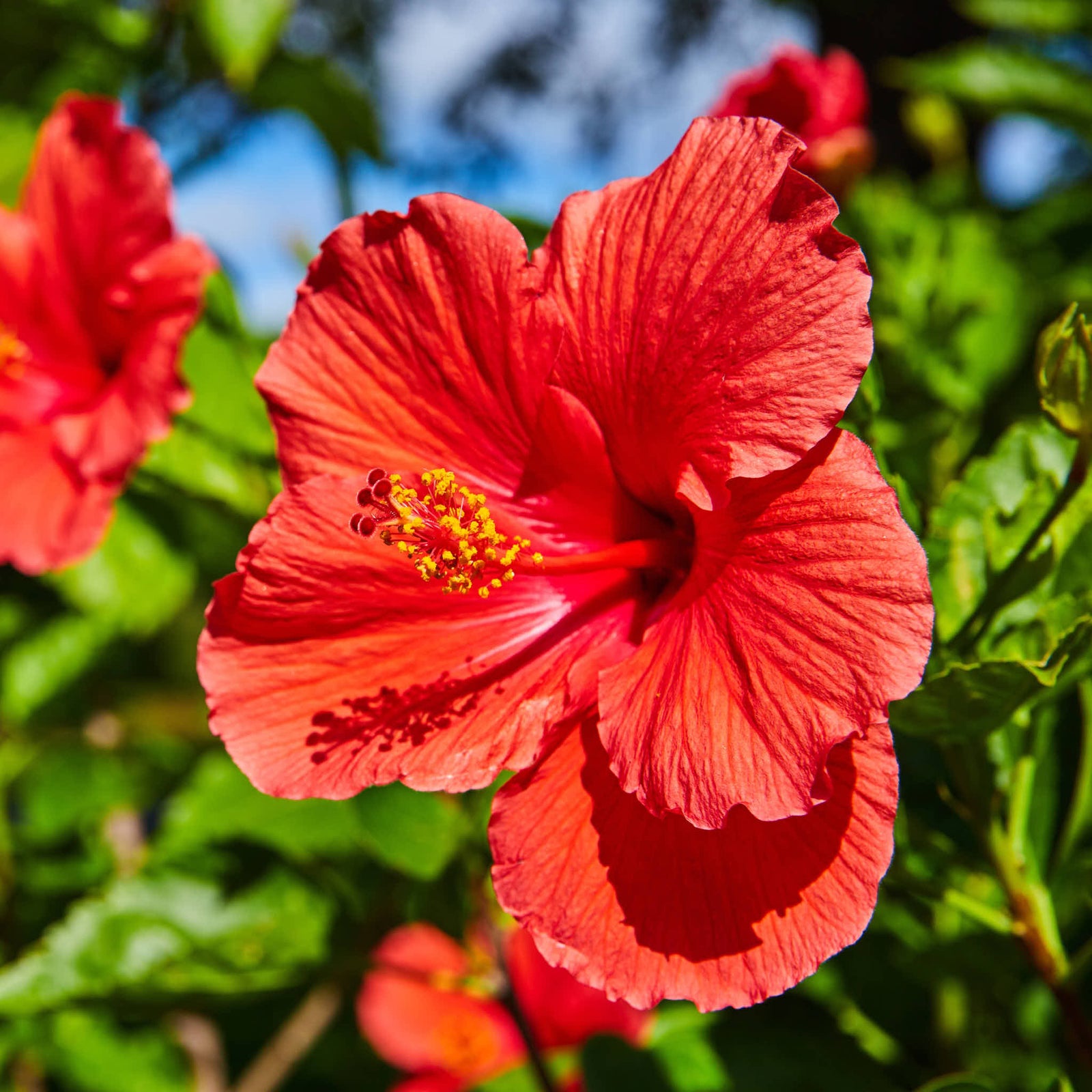 Hibiscus Assorted BL