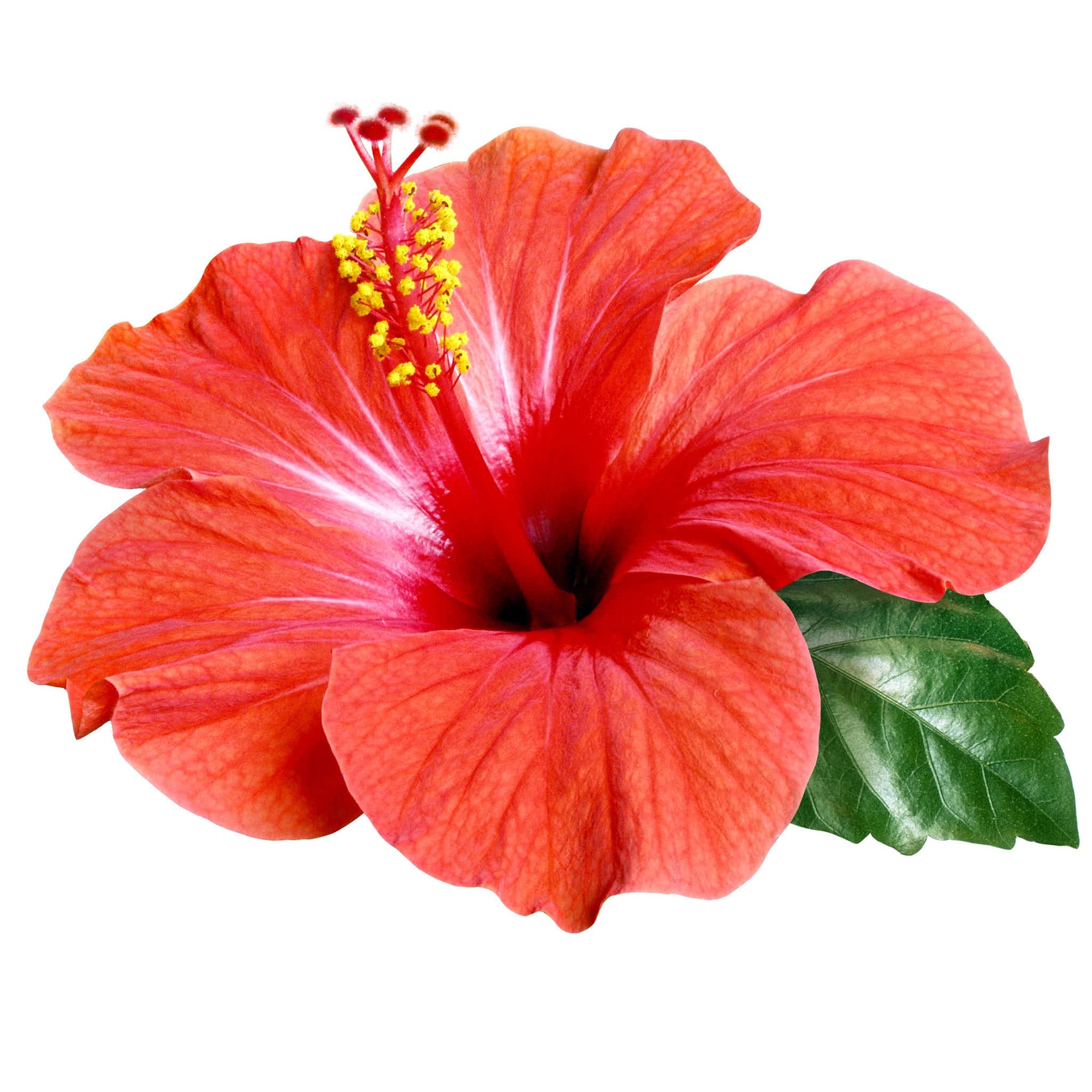 Hibiscus