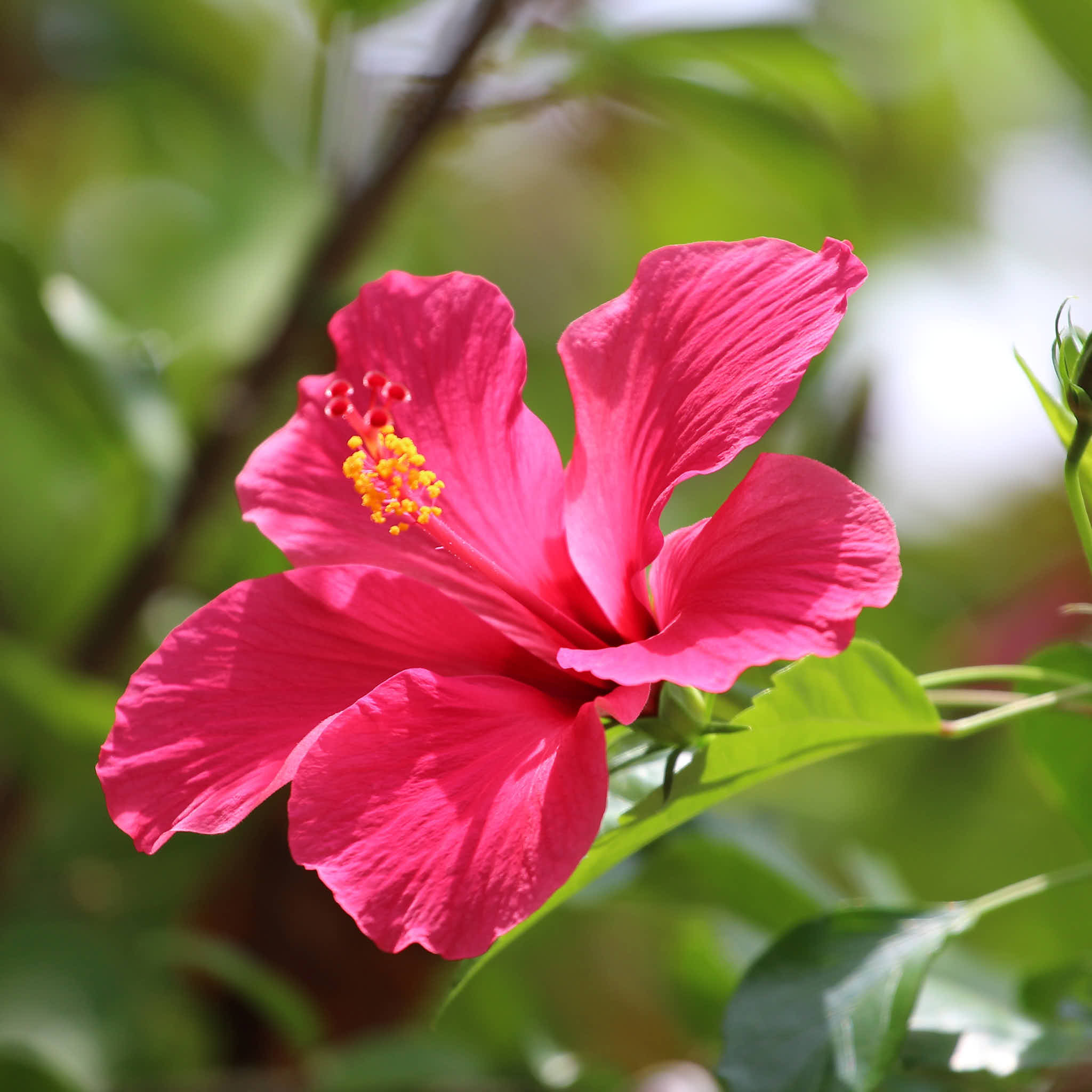 Hibiscus