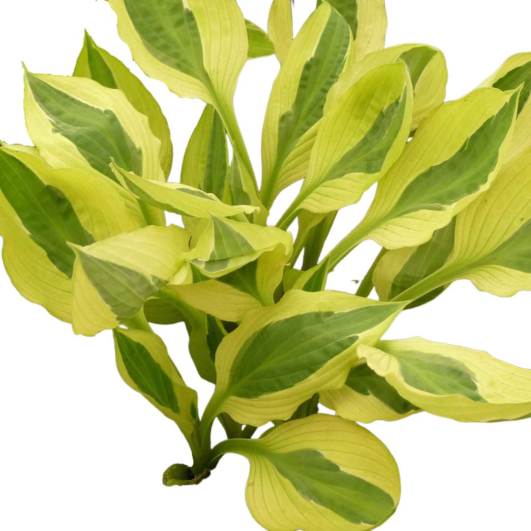 Hosta Yellow Polka Dot Bikini