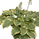 Hosta 'Earth Angel'