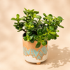 Jade Plant in Artisan Ceramic Pot