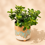Jade Plant in Artisan Ceramic Pot