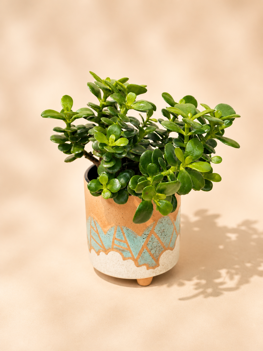 Jade Plant in Artisan Ceramic Pot