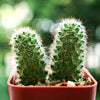 Ladyfinger Cactus