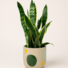 Laurentii Snake Plant.