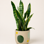 Laurentii Snake Plant.