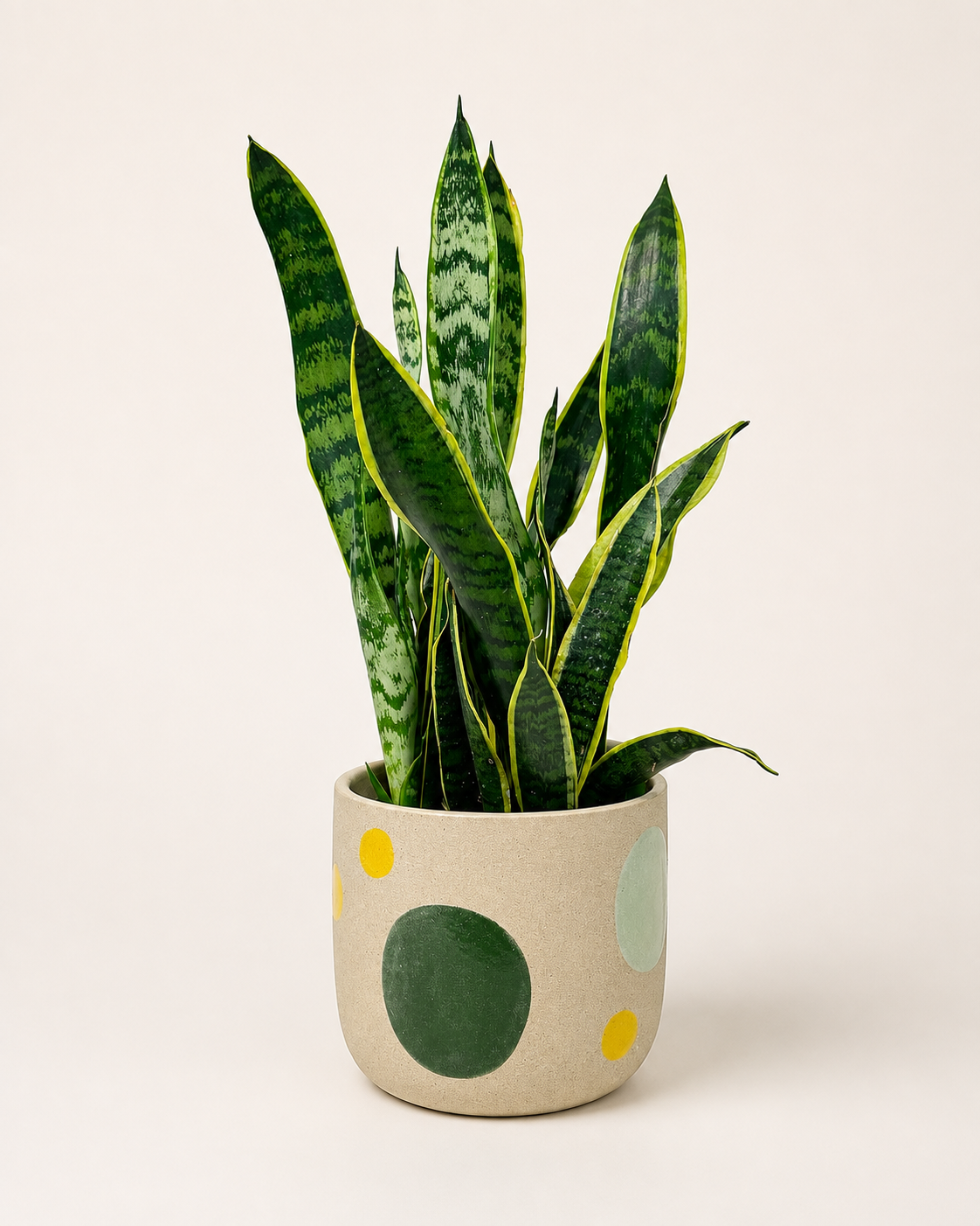 Laurentii Snake Plant.