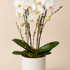 Luxury White Orchid Planter