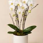 Luxury White Orchid Planter