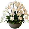 Majestic White Orchids