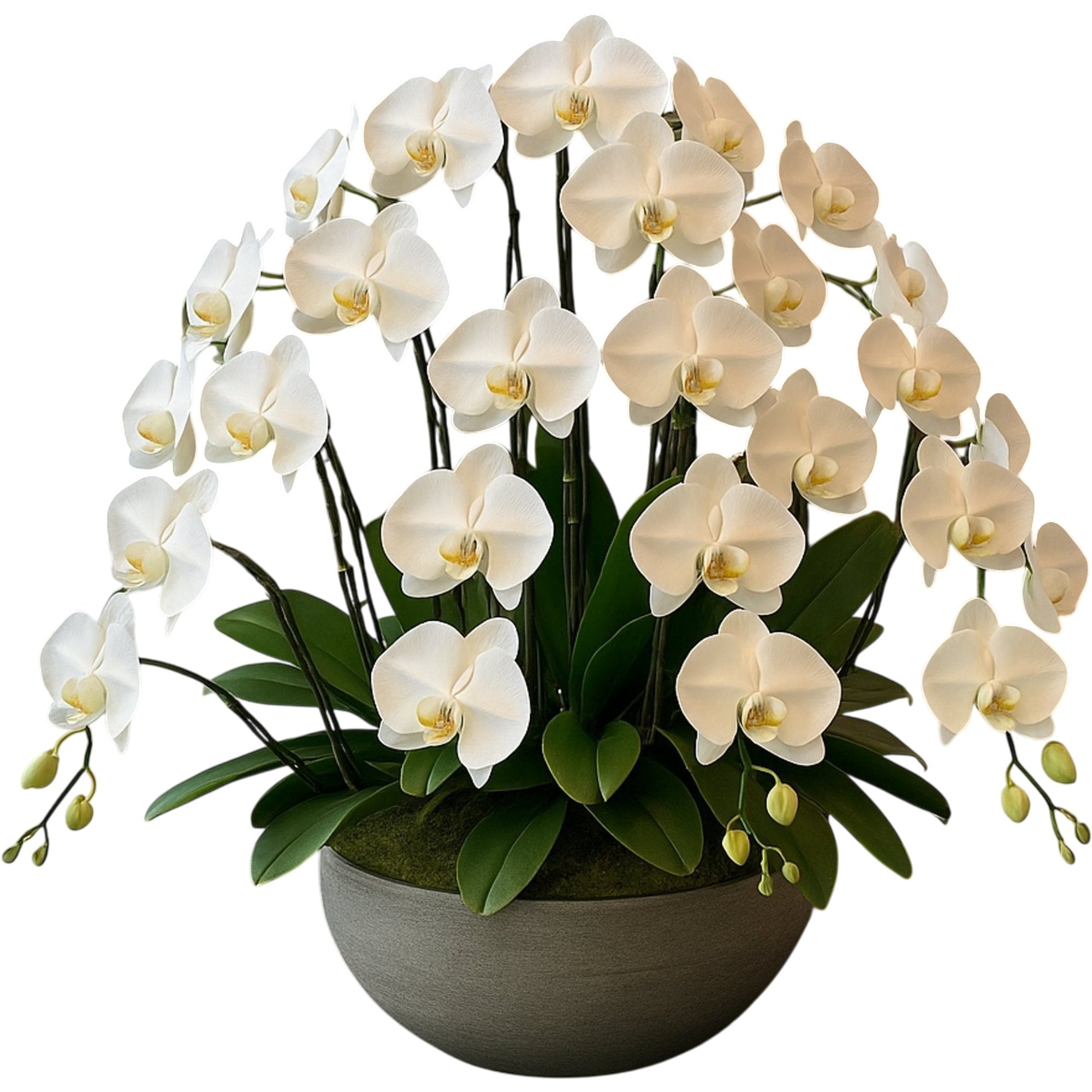 Majestic White Orchids