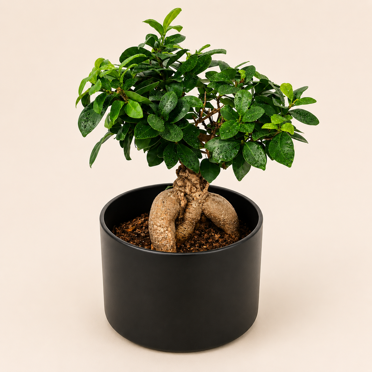Midnight Ginseng Ficus Bonsai