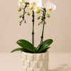 Mini Orchid Set