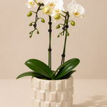 Mini Orchid Set