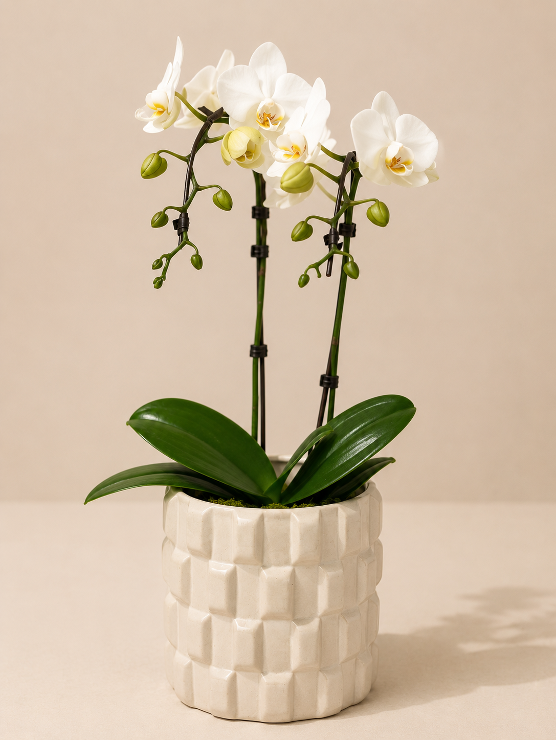 Mini Orchid Set