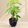 Money Tree - Pachira Aquatica