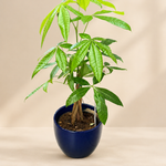 Money Tree - Pachira Aquatica