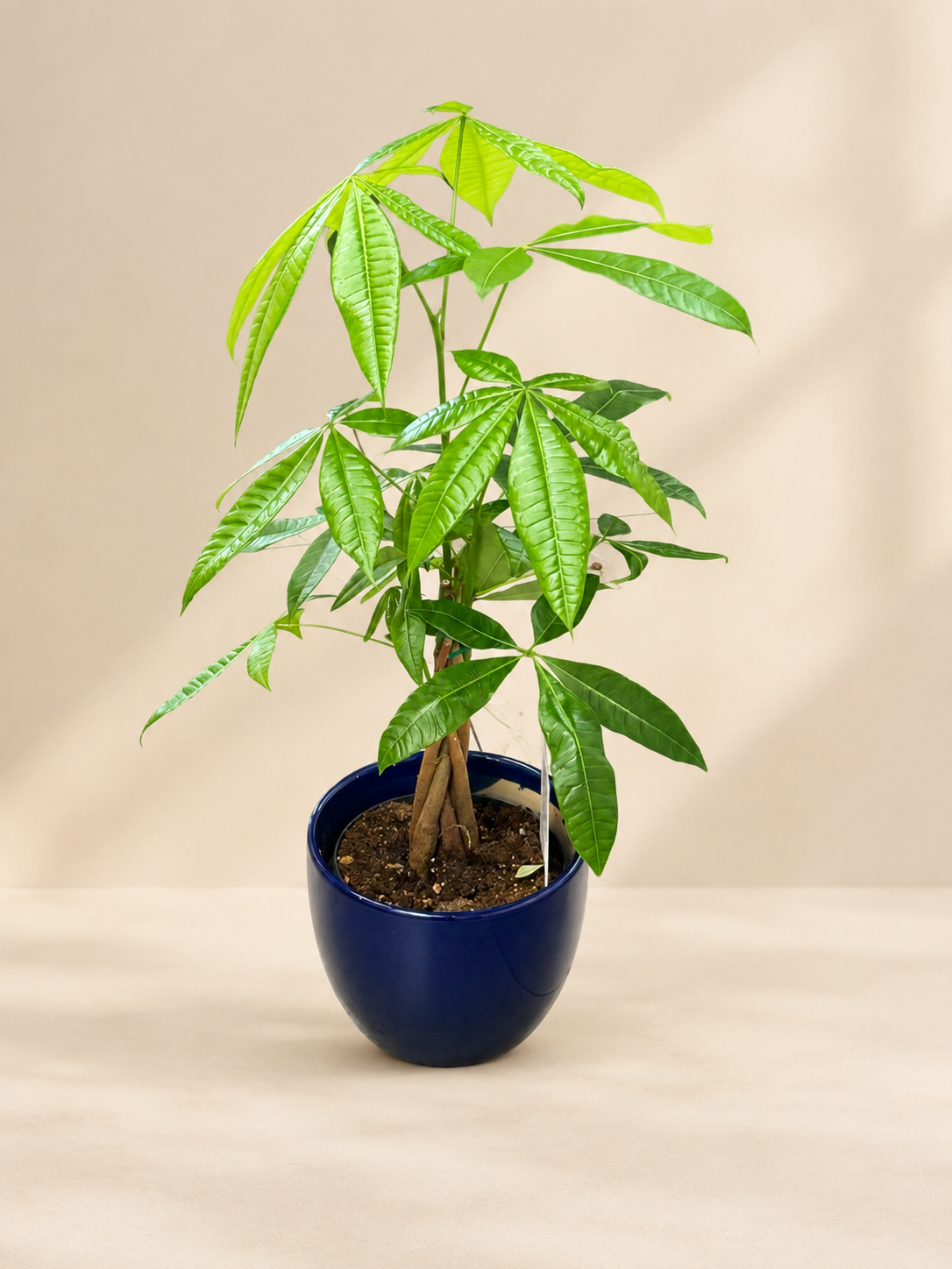 Money Tree - Pachira Aquatica